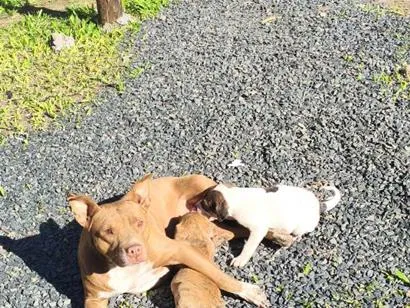 Cachorro raça Pit-Bull idade 3 anos nome izis
