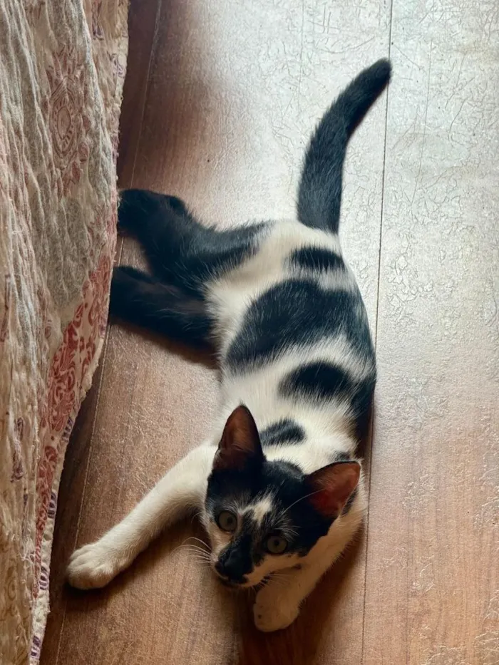 Gato raça SRD-ViraLata idade 2 a 6 meses nome Manchinha