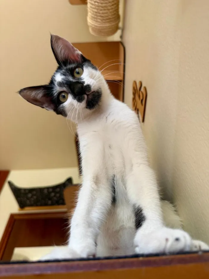 Gato raça SRD-ViraLata idade 2 a 6 meses nome Manchinha