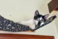 Manchinha