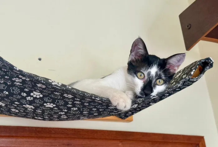 Gato raça SRD-ViraLata idade 2 a 6 meses nome Manchinha