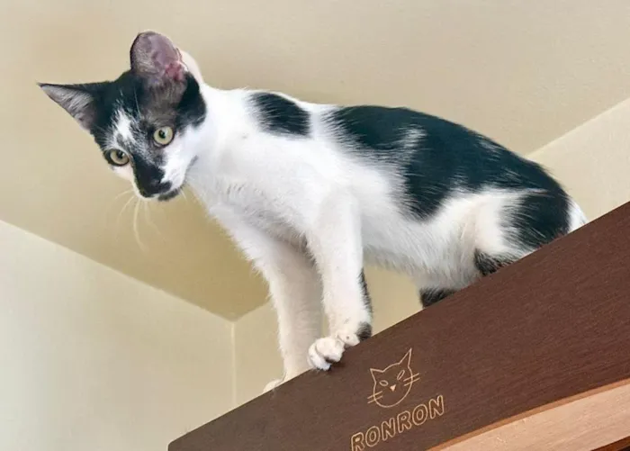 Gato raça SRD-ViraLata idade 2 a 6 meses nome Manchinha