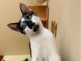 Manchinha