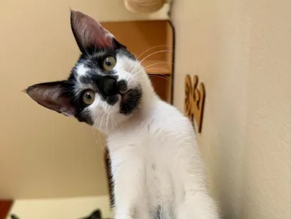 Gato raça SRD-ViraLata idade 2 a 6 meses nome Manchinha