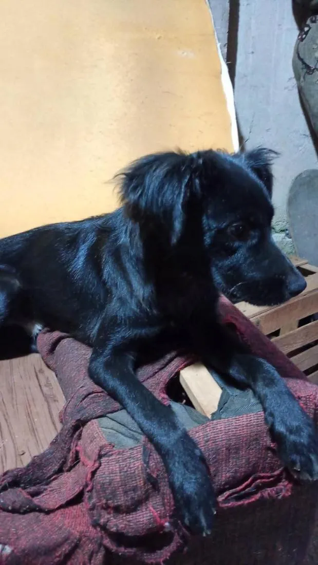 Cachorro raça SRD-ViraLata idade 2 a 6 meses nome Thunder
