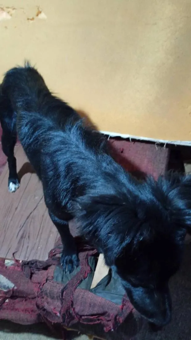 Cachorro raça SRD-ViraLata idade 2 a 6 meses nome Thunder
