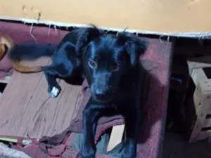 Cachorro raça SRD-ViraLata idade 2 a 6 meses nome Thunder