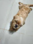 Pitoco