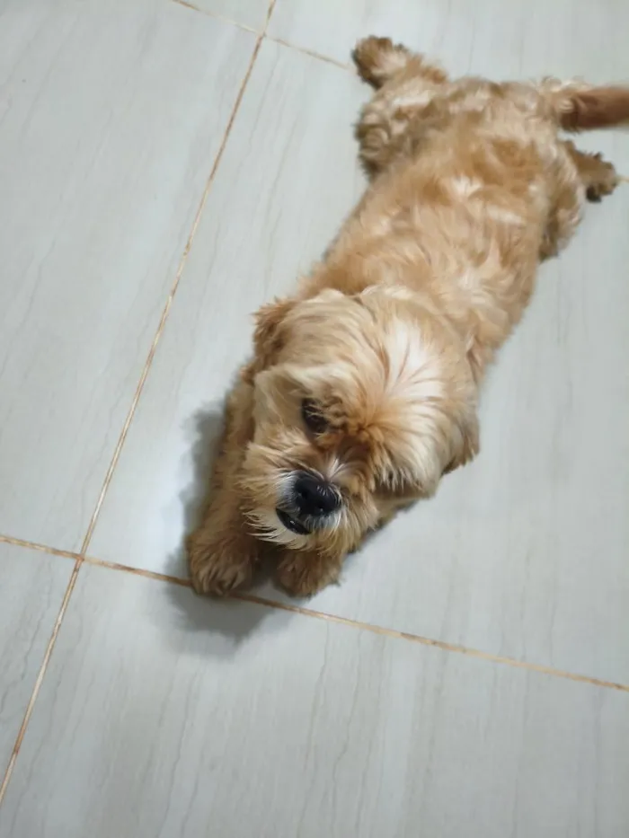 Cachorro raça Shitzu idade 3 anos nome Pitoco