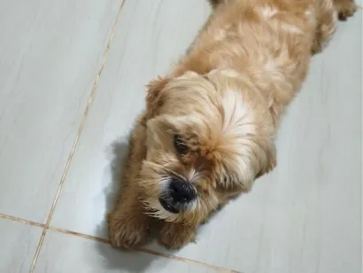 Cachorro raça Shitzu idade 3 anos nome Pitoco