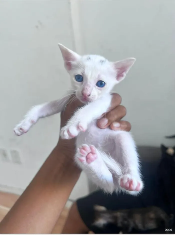Gato raça SRD-ViraLata idade Abaixo de 2 meses nome leo