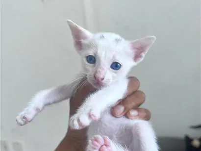 Gato raça SRD-ViraLata idade Abaixo de 2 meses nome leo