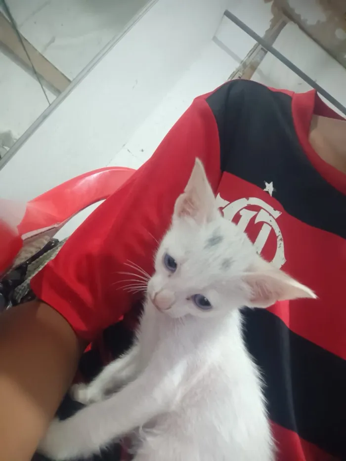 Gato raça SRD-ViraLata idade Abaixo de 2 meses nome leo