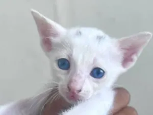 Gato raça SRD-ViraLata idade Abaixo de 2 meses nome leo