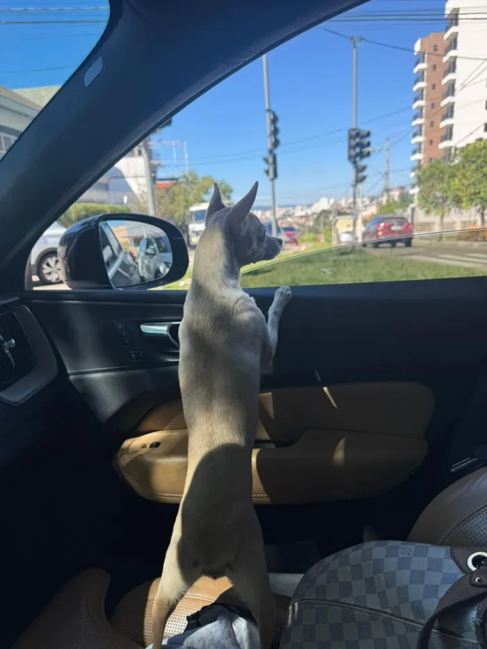 Cachorro raça SRD-ViraLata idade 2 anos nome Caramelo