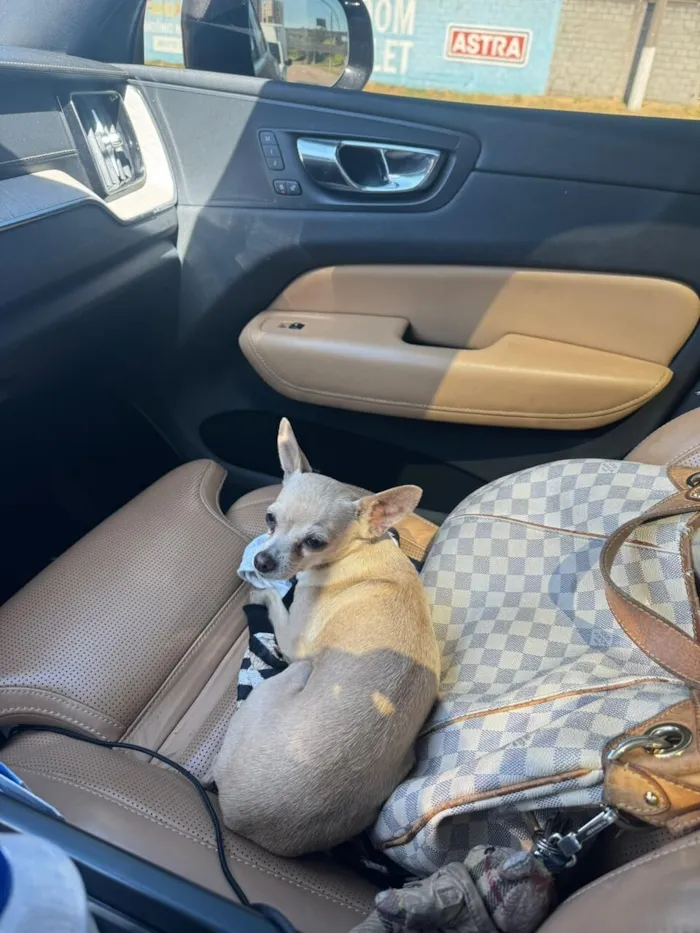 Cachorro raça SRD-ViraLata idade 2 anos nome Caramelo
