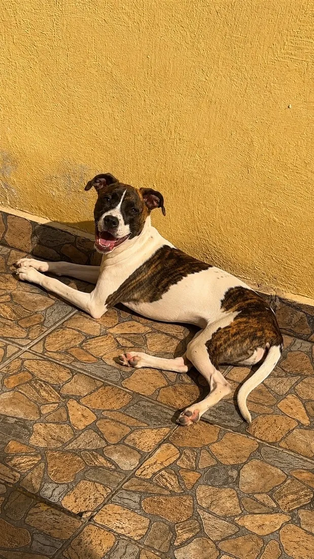 Cachorro raça SRD-ViraLata idade 1 ano nome Kaly 