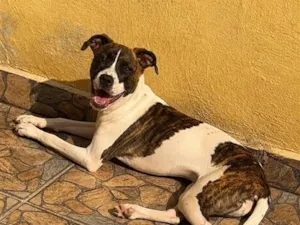 Cachorro raça SRD-ViraLata idade 1 ano nome Kaly 