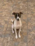Kaly 