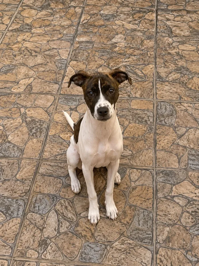 Cachorro raça SRD-ViraLata idade 1 ano nome Kaly 