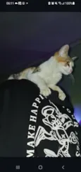 stella