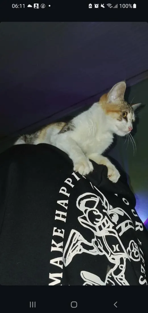Gato raça SRD-ViraLata idade 2 a 6 meses nome stella