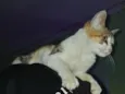 stella