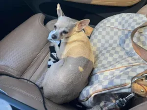 Cachorro raça SRD-ViraLata idade 2 anos nome Caramelo