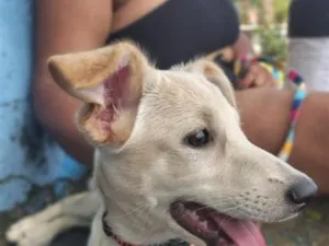 Cachorro raça SRD-ViraLata idade 2 a 6 meses nome Meg
