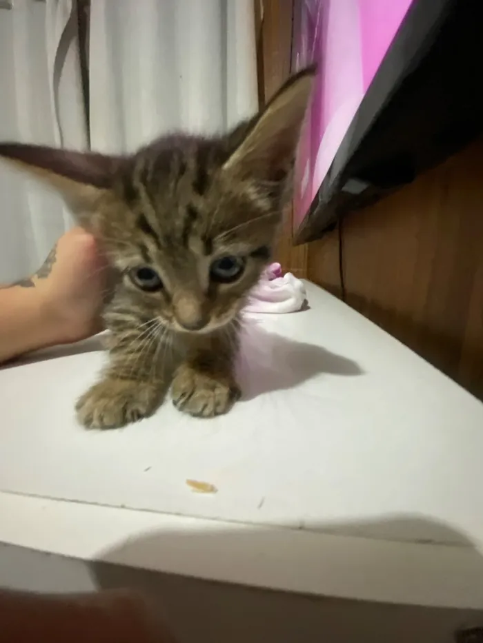 Gato raça SRD-ViraLata idade Abaixo de 2 meses nome Solepretinha
