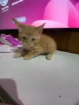 Solepretinha