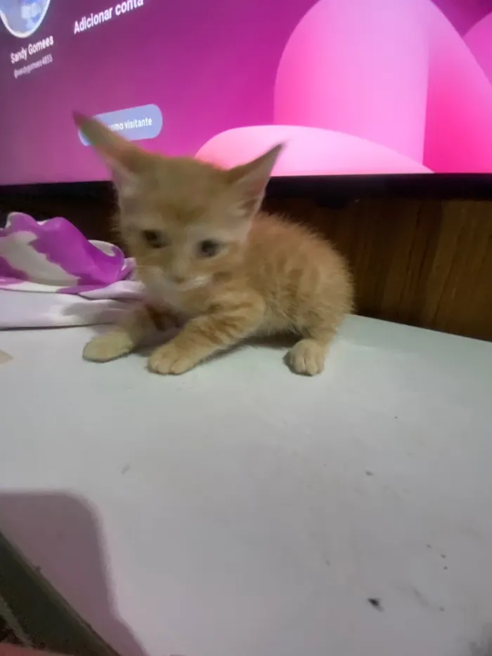 Gato raça SRD-ViraLata idade Abaixo de 2 meses nome Solepretinha