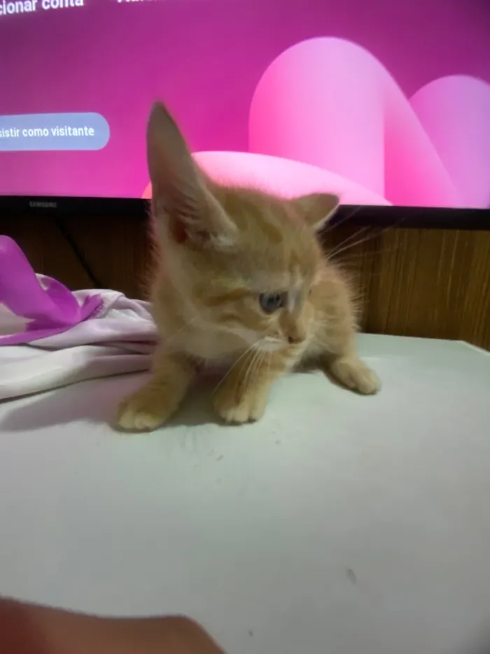 Gato raça SRD-ViraLata idade Abaixo de 2 meses nome Solepretinha