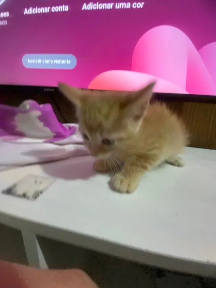 Gato raça SRD-ViraLata idade Abaixo de 2 meses nome Solepretinha