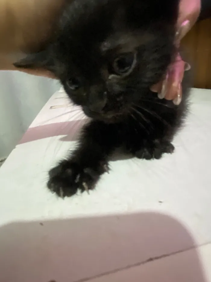 Gato raça SRD-ViraLata idade Abaixo de 2 meses nome Solepretinha