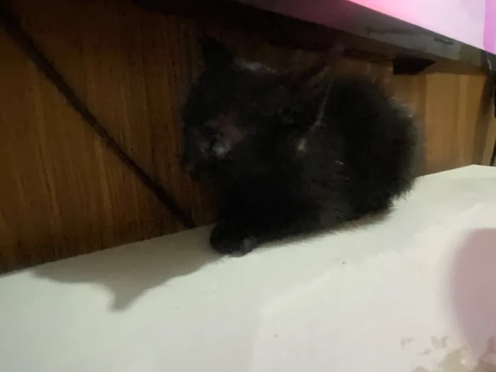 Gato raça SRD-ViraLata idade Abaixo de 2 meses nome Solepretinha