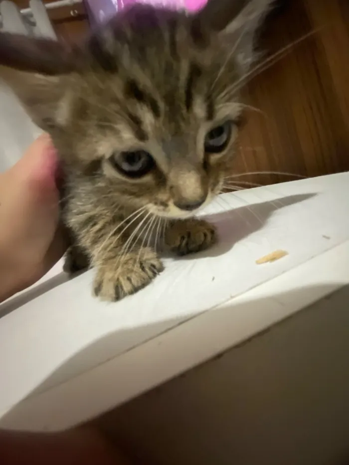Gato raça SRD-ViraLata idade Abaixo de 2 meses nome Solepretinha