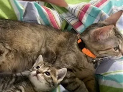Gato raça SRD-ViraLata idade Abaixo de 2 meses nome Solepretinha