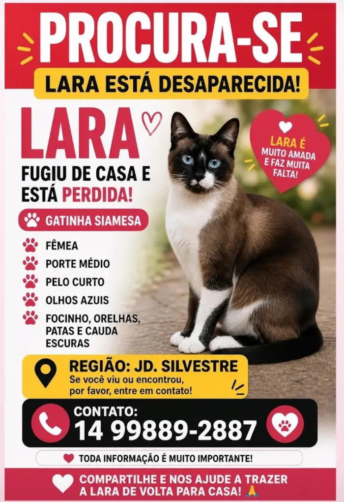 Gato raça Siamês idade 6 ou mais anos nome Lara