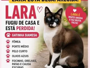 Gato raça Siamês idade 6 ou mais anos nome Lara
