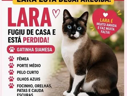 Gato raça Siamês idade 6 ou mais anos nome Lara