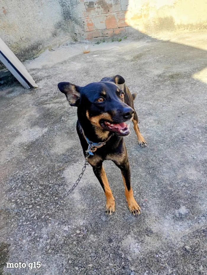 Cachorro raça SRD-ViraLata idade 1 ano nome Norbet 