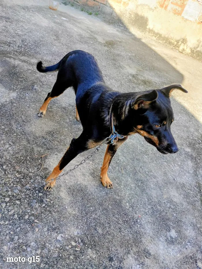 Cachorro raça SRD-ViraLata idade 1 ano nome Norbet 