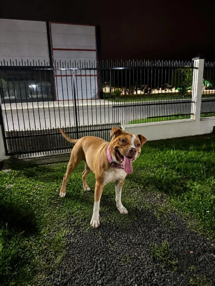 Cachorro raça Pit-Bull idade 2 a 6 meses nome mel