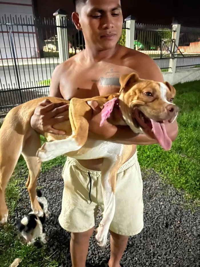 Cachorro raça Pit-Bull idade 2 a 6 meses nome mel