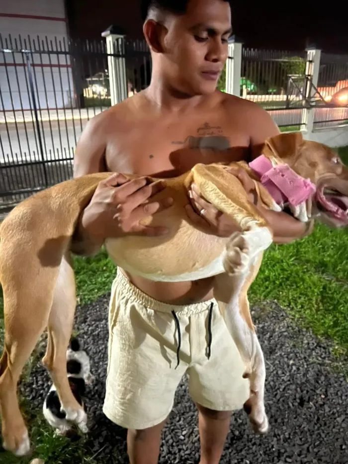 Cachorro raça Pit-Bull idade 2 a 6 meses nome mel