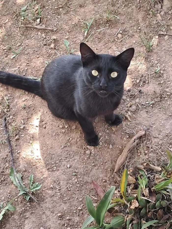 Gato raça SRD-ViraLata idade 1 ano nome negao
