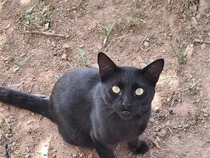 Gato raça SRD-ViraLata idade 1 ano nome negao