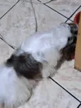 pipoca