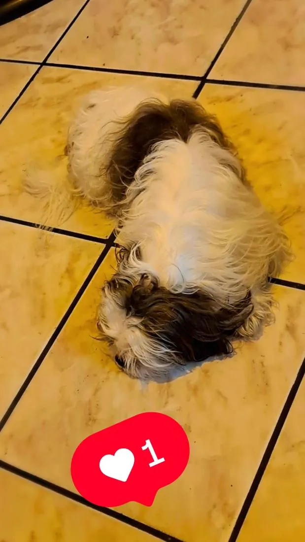 Cachorro raça Shitzu idade 3 anos nome pipoca